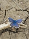 Blue butterfly resting on a dried twig on cracked dry ground Royalty Free Stock Photo