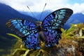a blue butterfly on a rock Royalty Free Stock Photo