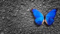 blue butterfly sits on a gray old wall Royalty Free Stock Photo