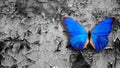 blue butterfly sits on a gray old wall Royalty Free Stock Photo