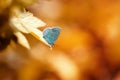 blue butterfly sits on a leaf in a Sunny bright day Royalty Free Stock Photo