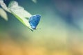 Blue butterfly sits on a leaf in a Sunny bright day Royalty Free Stock Photo