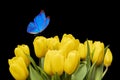 A blue butterfly sits on yellow tulips on a black background. bouquet of beautiful flowers with a moth Royalty Free Stock Photo