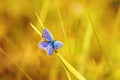 blue butterfly sitting on a bright Sunny meadow Royalty Free Stock Photo