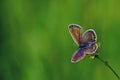 Blue butterfly sitting on flower in spring time on sunny day Royalty Free Stock Photo