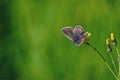 Blue butterfly sitting on flower in spring time on sunny day Royalty Free Stock Photo