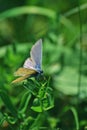 Blue butterfly sitting on flower in spring time on sunny day Royalty Free Stock Photo