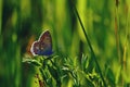 Blue butterfly sitting on flower in spring time on sunny day Royalty Free Stock Photo