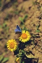 Blue butterfly sitting on flower in spring time on sunny day Royalty Free Stock Photo