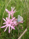 Blue butterfly sitting on flower in spring time on sunny day Royalty Free Stock Photo