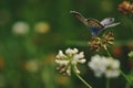 Blue butterfly sitting on flower in spring time on sunny day Royalty Free Stock Photo