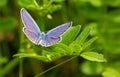 Blue butterfly sitting on the green grass in the field Royalty Free Stock Photo