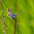 blue butterfly sitting on the green grass in the field Royalty Free Stock Photo