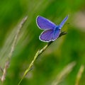 blue butterfly sitting on the green grass in the field Royalty Free Stock Photo
