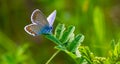 Blue butterfly sitting on the green grass in the field Royalty Free Stock Photo