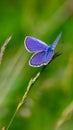 Blue butterfly sitting on the green grass in the field. summer Royalty Free Stock Photo