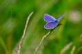 Blue butterfly sitting on the green grass in the field Royalty Free Stock Photo