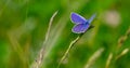 Blue butterfly sitting on the green grass in the field Royalty Free Stock Photo