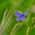 Blue butterfly sitting on the green grass in the field. summer Royalty Free Stock Photo