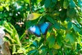 Blue butterfly sitting on a green leaf of a tree Royalty Free Stock Photo