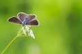 Blue butterfly sitting on meadow on background of green grass Royalty Free Stock Photo