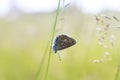 Blue butterfly sitting on meadow illuminated by bright sun light Royalty Free Stock Photo