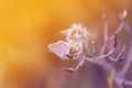 Blue butterfly sitting on meadow illuminated by bright sun light Royalty Free Stock Photo