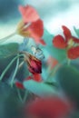 Blue Butterfly sitting on a red flower. Royalty Free Stock Photo