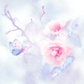 Blue butterfly in the snow on pink roses in a fairy garden. Artistic Christmas image. Royalty Free Stock Photo