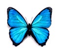 Blue butterfly