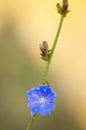 Blue butterfly on a stem Royalty Free Stock Photo