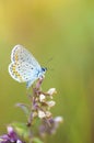 Blue butterfly on a stem Royalty Free Stock Photo