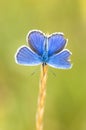 Blue butterfly on a stem Royalty Free Stock Photo
