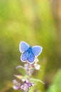 Blue butterfly on a stem Royalty Free Stock Photo