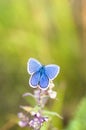 Blue butterfly on a stem Royalty Free Stock Photo