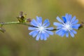 Blue butterfly on a stem Royalty Free Stock Photo