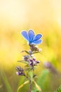 Blue butterfly on a stem Royalty Free Stock Photo