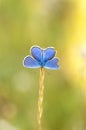 Blue butterfly on a stem Royalty Free Stock Photo