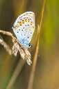 Blue butterfly on a stem