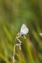 Blue butterfly on a stem Royalty Free Stock Photo