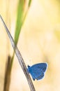 Blue butterfly on a stem Royalty Free Stock Photo