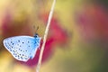 Blue butterfly on a stem Royalty Free Stock Photo