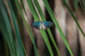 A blue butterfly sunbathing on palm leaves in sunlight Royalty Free Stock Photo