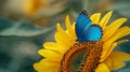 Blue butterfly on a sunflower Royalty Free Stock Photo