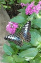 Blue butterfly at Tennessee Aquarium Royalty Free Stock Photo