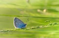 Blue butterfly on a thread of grass. Royalty Free Stock Photo