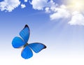 Blue butterfly under bright sun Royalty Free Stock Photo
