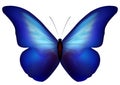 Blue butterfly