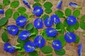 Blue butterfly vine flowers with green leaves Royalty Free Stock Photo