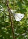 A blue butterfly with white wings on a dried-up stem of meadow grass